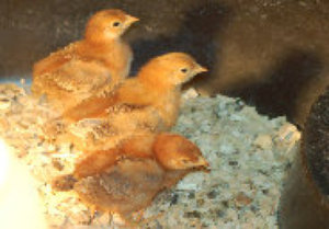 cluckinacritterfarm007004.jpg