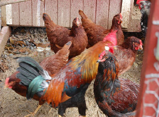 cluckinacritterfarm007006.jpg