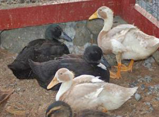 cluckinacritterfarm007009.jpg